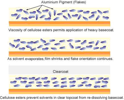 Cellulose Esters provide excellent pigment flake orientation, and therefore coatings exhibit a brighter finish with more flop