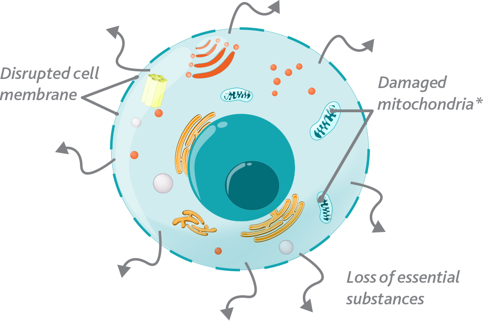 Cedroz - Animal cells