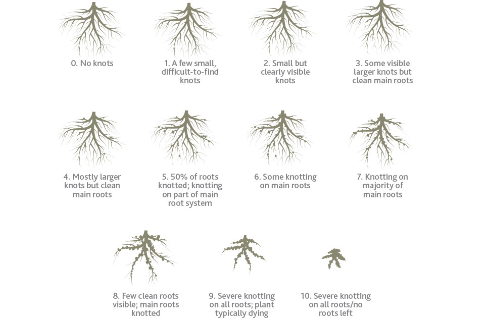 Zeck Scale to evaluate root damage
