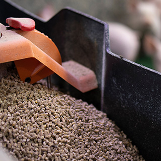 Brown animal feed pellets shown up close.