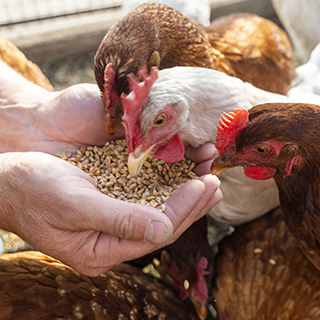 Animal health - Poultry