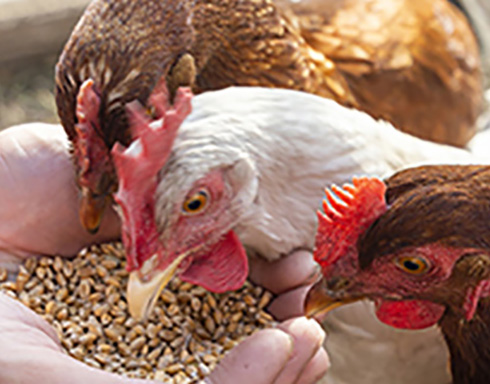 Poultry