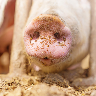 Animal health - Swine