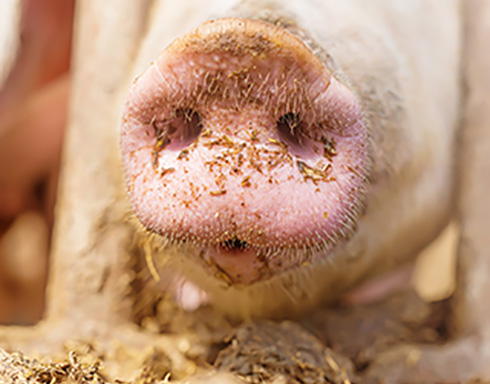 Swine