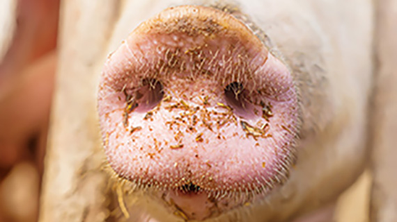 Animal health - Swine