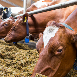 On-farm preservation