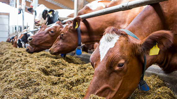 On-farm preservation