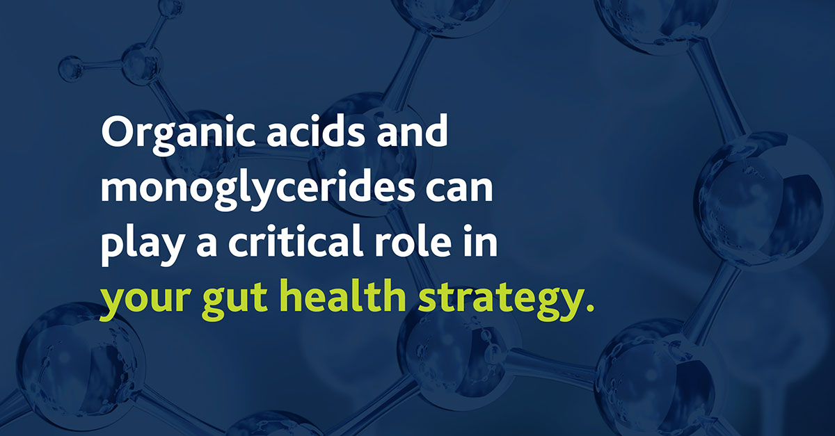 Gut Health Strategy