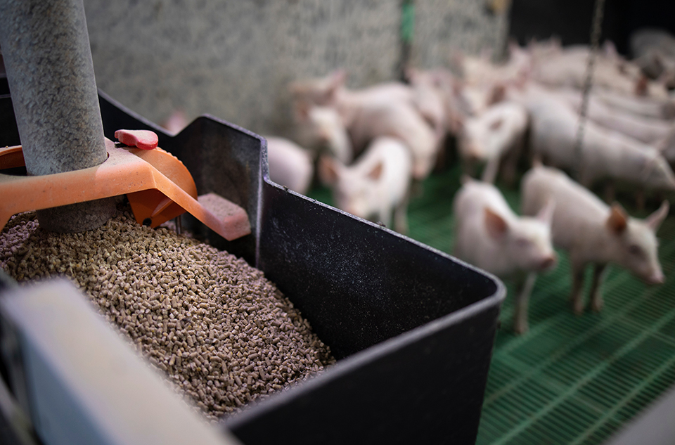 Close up of feed granules with piglets in the background