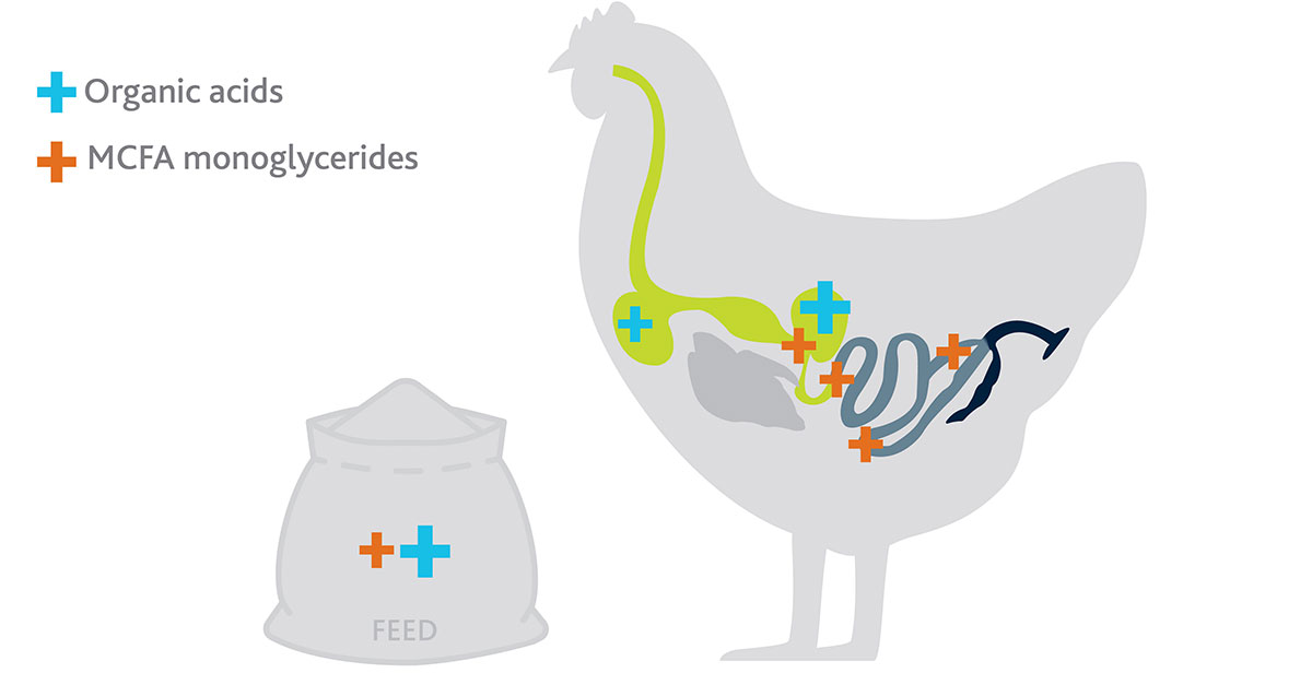Poultry and feed gastrointestinal tract graphic
