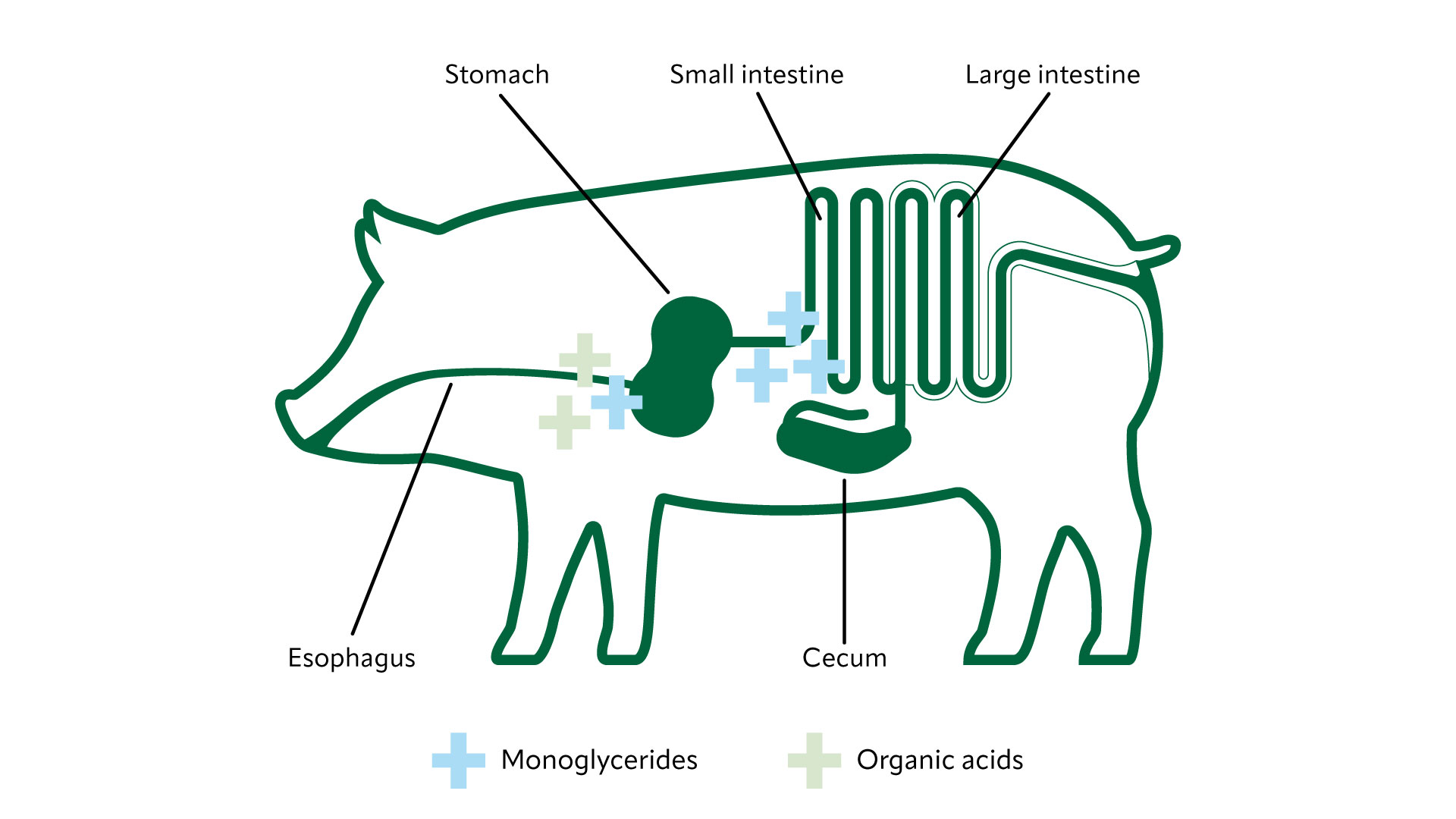 Illustration of a pig’s digestive system with symbols indicating the presence of monoglycerides and organic acids in different parts of the digestive tract. Illustration of a pig’s digestive system with symbols indicating the presence of monoglycerides and organic acids in different parts of the digestive tract.