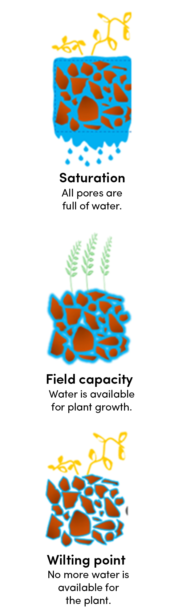 A graphic showing saturation field wilting