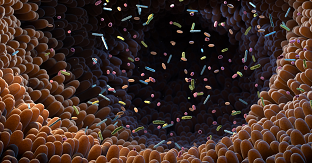 Macro illustration of microbiota in the gut. Poultry and feed gastrointestinal tract graphic.