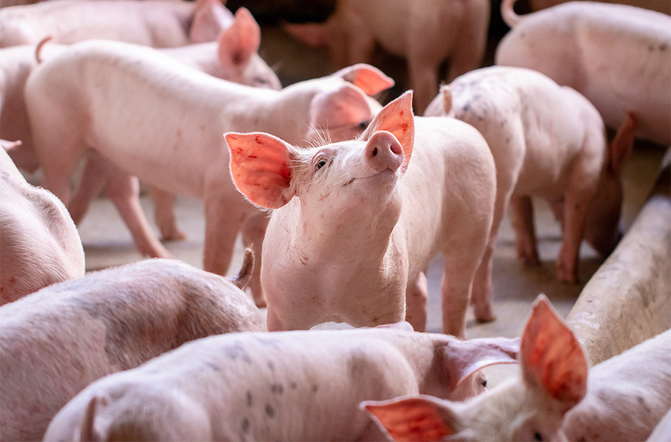 Nursery piglets in sunshine. A graph shows average daily gain among the treatment groups from starter phase to finisher