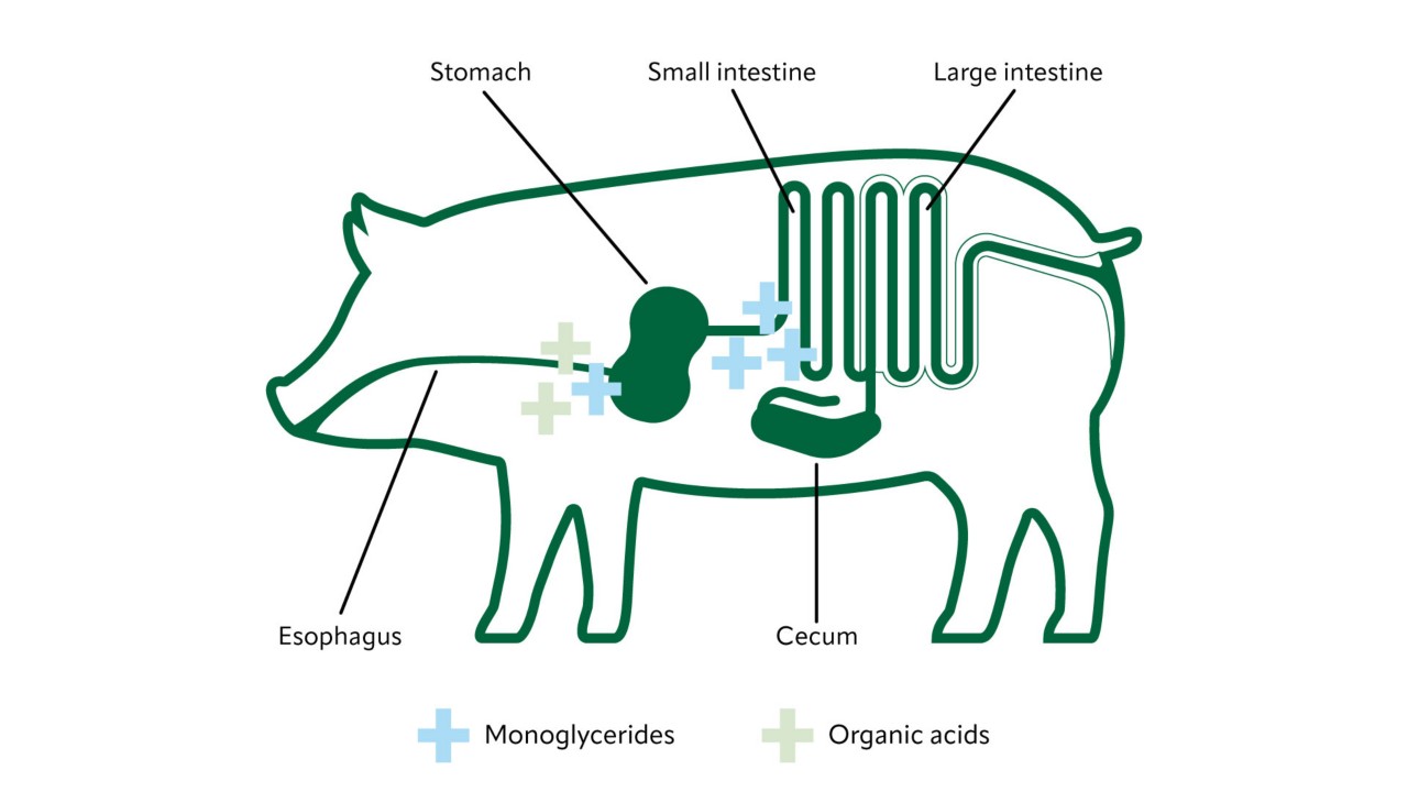 Illustration of a pig’s digestive system with symbols indicating the presence of monoglycerides and organic acids in different parts of the digestive tract. Illustration of a pig’s digestive system with symbols indicating the presence of monoglycerides and organic acids in different parts of the digestive tract.