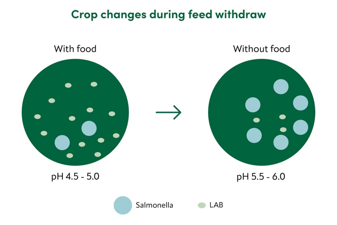 Diagram shows crop changes during feed withdrawal in poultry, showing the difference in pH and presence of Salmonella and lactic acid bacteria with and without food.