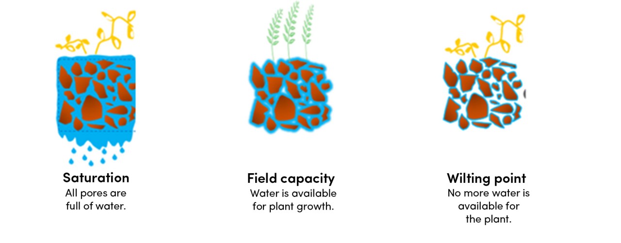 A graphic showing saturation field wilting