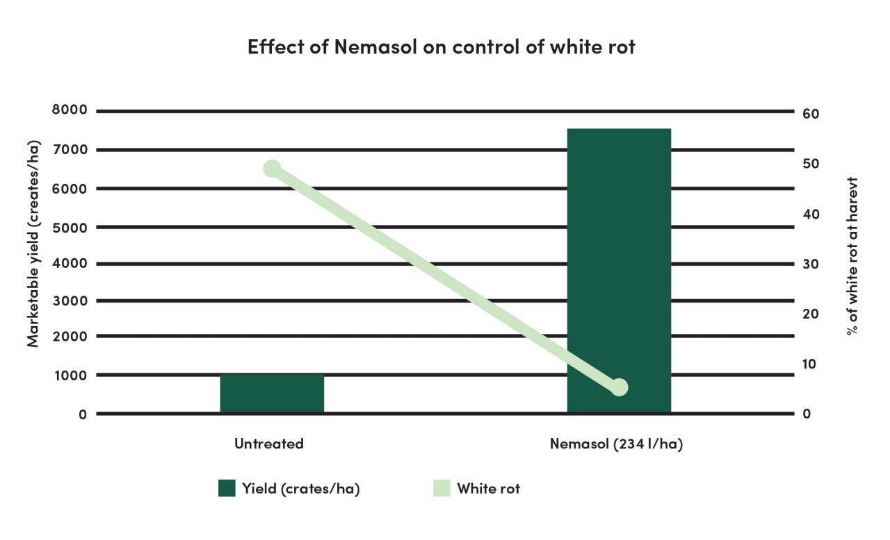 Graphic of effect of Nemasol on control of white rot 