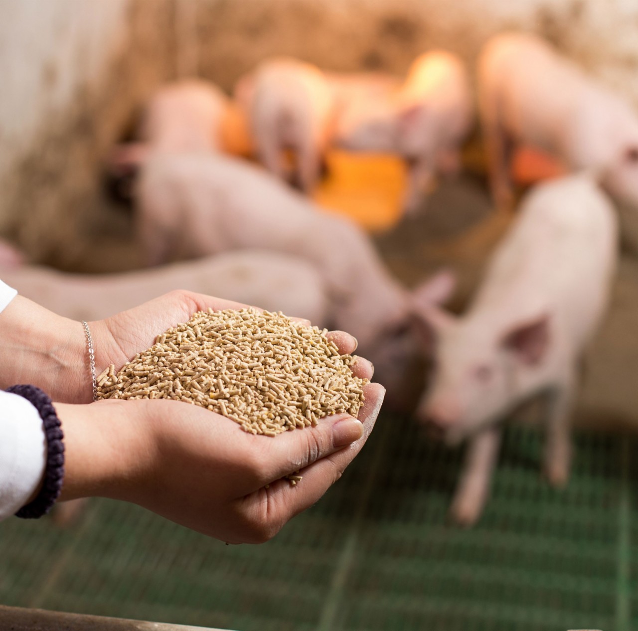 Two hands holding feed pellets with piglets in the background.  